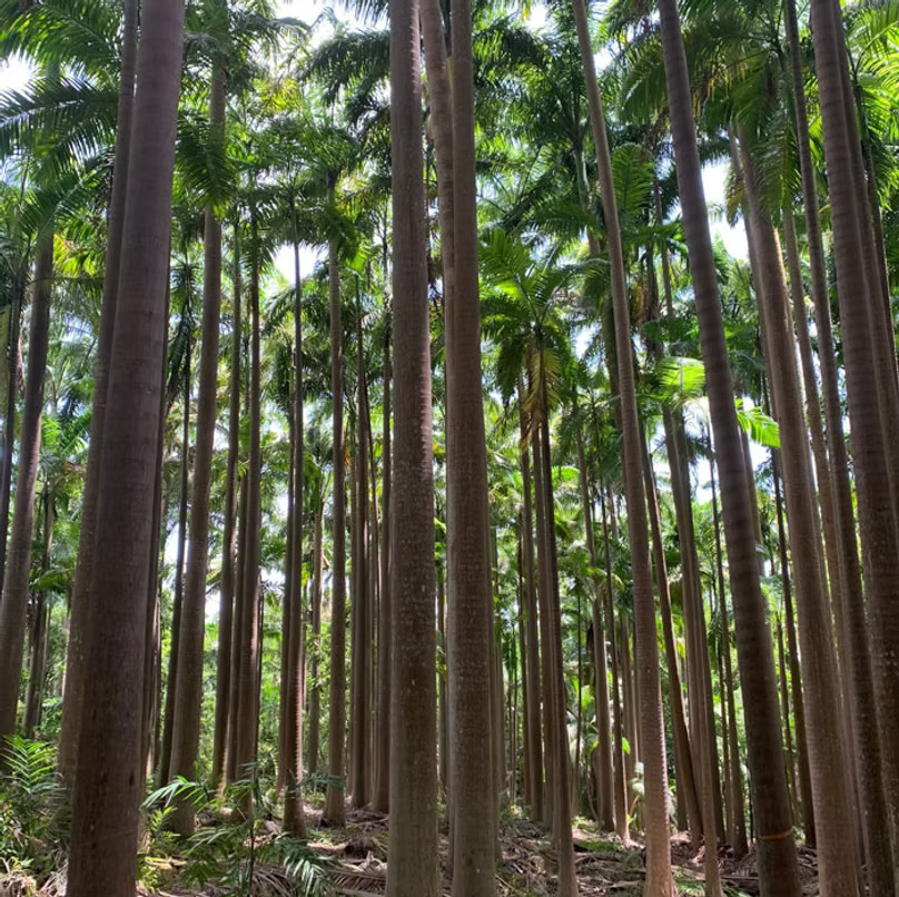 nainiki-palm-tree